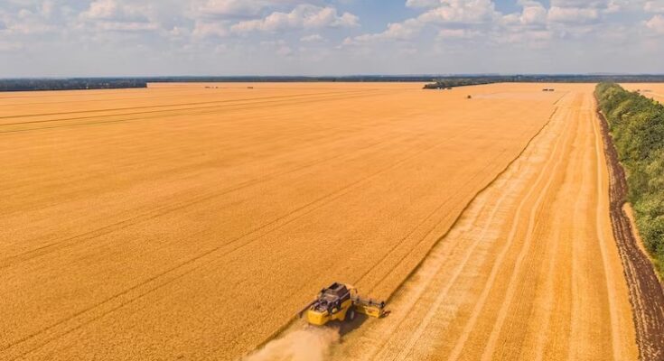 Agronegócio em 2024: quais são as tendências de mercado?