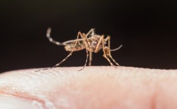 Vacinação contra dengue: Dourados (MS) é a 1ª cidade do Brasil a iniciar