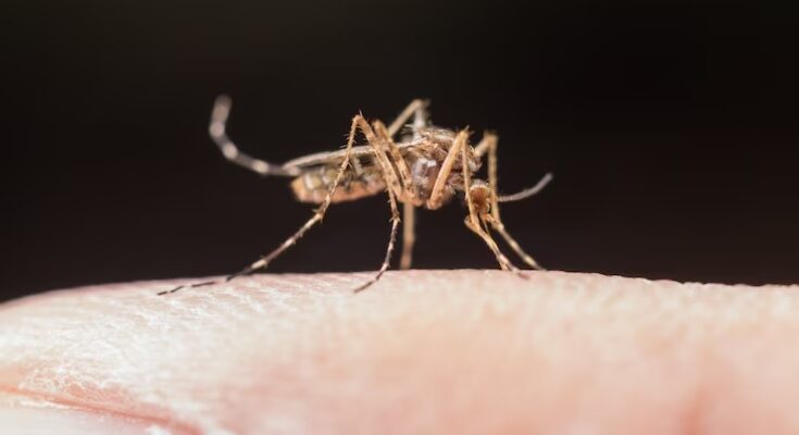 Vacinação contra dengue: Dourados (MS) é a 1ª cidade do Brasil a iniciar