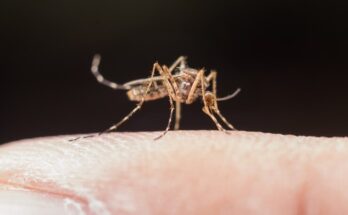 Redistribuição das vacinas da dengue: Ministério da Saúde elabora estratégia