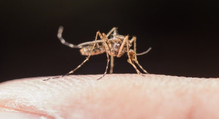 Redistribuição das vacinas da dengue: Ministério da Saúde elabora estratégia
